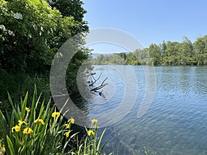 Summer atmosphere in the Old Rhine Nature Park, Lustenau - Vorfruehlings Stimmung im Naturpark Alter Rhein