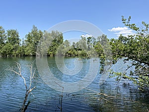 Summer atmosphere in the Old Rhine Nature Park, Lustenau - Vorfruehlings Stimmung im Naturpark Alter Rhein