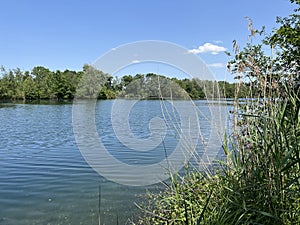 Summer atmosphere in the Old Rhine Nature Park, Lustenau - Vorfruehlings Stimmung im Naturpark Alter Rhein