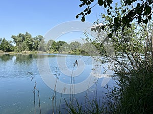 Summer atmosphere in the Old Rhine Nature Park, Lustenau - Vorfruehlings Stimmung im Naturpark Alter Rhein