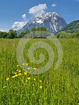 Summer austrian landscape with green meadows and Grimming mountain 2.351 m, an isolated peak in the Dachstein Mountains, in