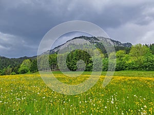 Summer austrian landscape with green meadows and impressive mountains, view from small alpine village Tauplitz, Styria region,