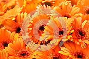 Summer/autumn blossoming gerbera flowers orange background