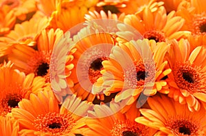 Summer/autumn blossoming gerbera flowers orange background photo