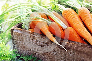 Summer or autumn bunch of fresh raw harvested orange carrots