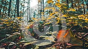 Summer Autumn Forest Transition Time Lapse. Branches Foliage Turn Yellow Autumn. Close-up View On Spider Web And Fallen