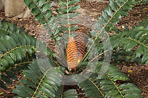 Orange cones of a Encephalartos ferox or Zululand Cycad