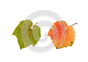 Summer and Autumn Grape Leaves