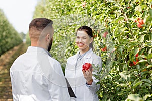 Summer and autumn harvest of organic fruits, work of agronomist, checking crop and quality control outdoor