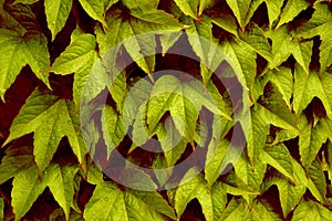 Summer or Autumn Leaves?