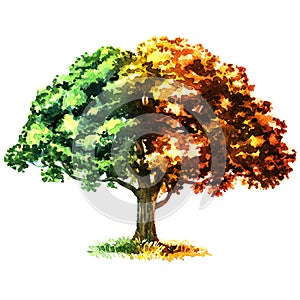 Summer and autumn season tree, beautiful deciduous tree isolated, garden or forest element for design, isolated, hand