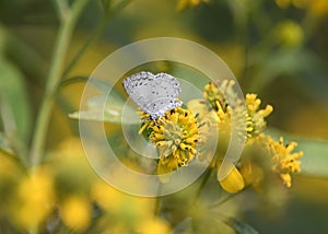 A Summer Azure Gossamer Wing butterfly feeds on a wildflower