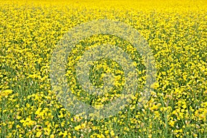 Summer background. Blooming yellow meadow.