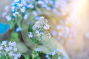 Summer background with blue flowers forget me nots and the sun