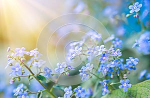 Summer background with blue flowers forget me nots and the sun