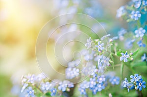 Summer background with blue flowers forget me nots and the sun