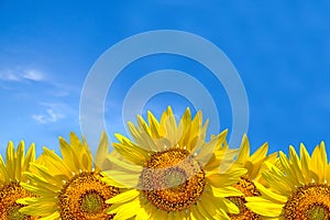 Summer background, bright yellow sunflower over blue sky