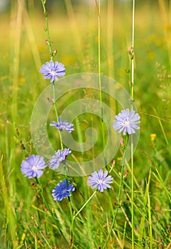 summer background. butterfly on a flower oregano on a background of green grass