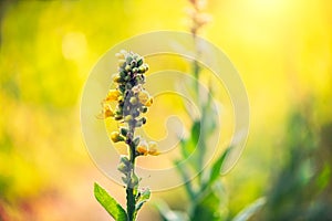 Summer background, Close-up of Blooming Wild Flower on sun rays background