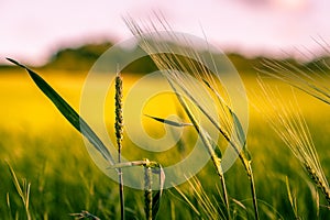 Summer background: close up of spicas of wheat on a field lit by