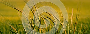 Summer background: close up of spicas of wheat on a field lit by