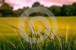 Summer background: close up of spicas of wheat on a field lit by