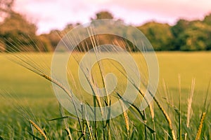 Summer background: close up of spicas of wheat on a field lit by