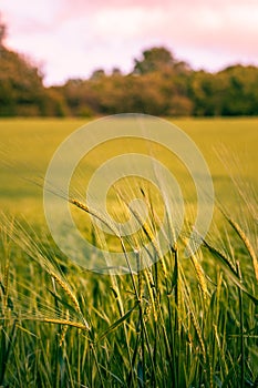 Summer background: close up of spicas of wheat on a field lit by