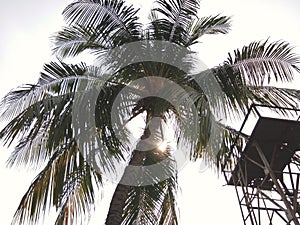 Summer background of coconut trees and watchtower under the sunny sky day