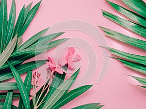 summer background concept with pink flower bloom of oleander tropical arrange on pastel pink background