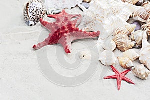 Summer background with copy space for text - seashells and red sea stars on the sand, beach in Thailand