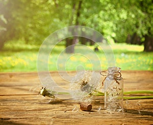 Summer background with dandelion