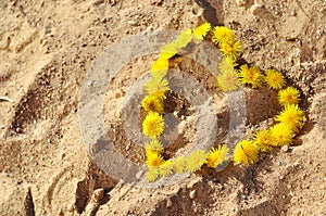 Summer background with dandelions in a heart shape on the sand