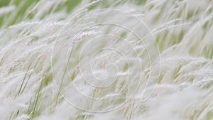 Summer background, dry grass flower blowing in the wind, red reed sway in the wind with beautiful nature background