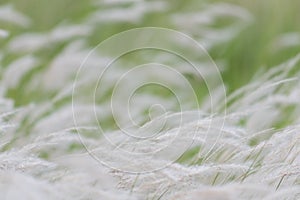 Summer background, dry grass flower blowing in the wind, red reed sway in the wind with beautiful nature background