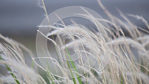 Summer background, dry grass flower blowing in the wind, red reed sway in the wind with beautiful nature background