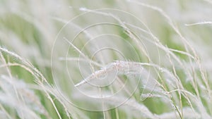 Summer background, dry grass flower blowing in the wind, red reed sway in the wind with beautiful nature background