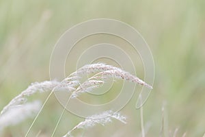 Summer background, dry grass flower blowing in the wind, red reed sway in the wind with beautiful nature background