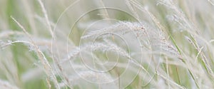 Summer background, dry grass flower blowing in the wind, red reed sway in the wind with beautiful nature background