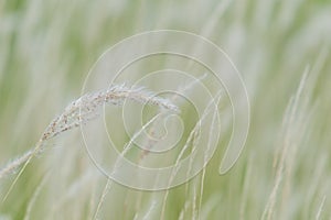 Summer background, dry grass flower blowing in the wind, red reed sway in the wind with beautiful nature background