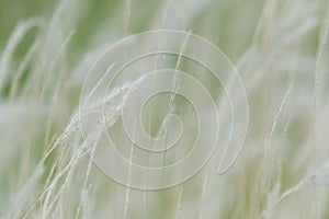 Summer background, dry grass flower blowing in the wind, red reed sway in the wind with beautiful nature background