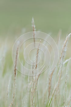 Summer background, dry grass flower blowing in the wind, red reed sway in the wind with beautiful nature background