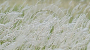 Summer background, dry grass flower blowing in the wind, red reed sway in the wind with beautiful nature background