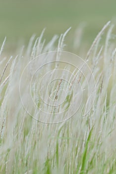 Summer background, dry grass flower blowing in the wind, red reed sway in the wind with beautiful nature background