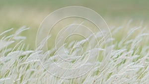 Summer background, dry grass flower blowing in the wind, red reed sway in the wind with beautiful nature background