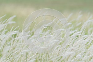 Summer background, dry grass flower blowing in the wind, red reed sway in the wind with beautiful nature background