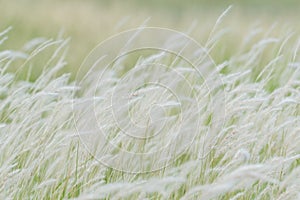 Summer background, dry grass flower blowing in the wind, red reed sway in the wind with beautiful nature background