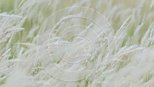 Summer background, dry grass flower blowing in the wind, red reed sway in the wind with beautiful nature background