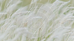 Summer background, dry grass flower blowing in the wind, red reed sway in the wind with beautiful nature background