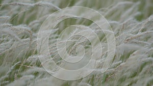 Summer background, dry grass flower blowing in the wind, red reed sway in the wind with beautiful nature background